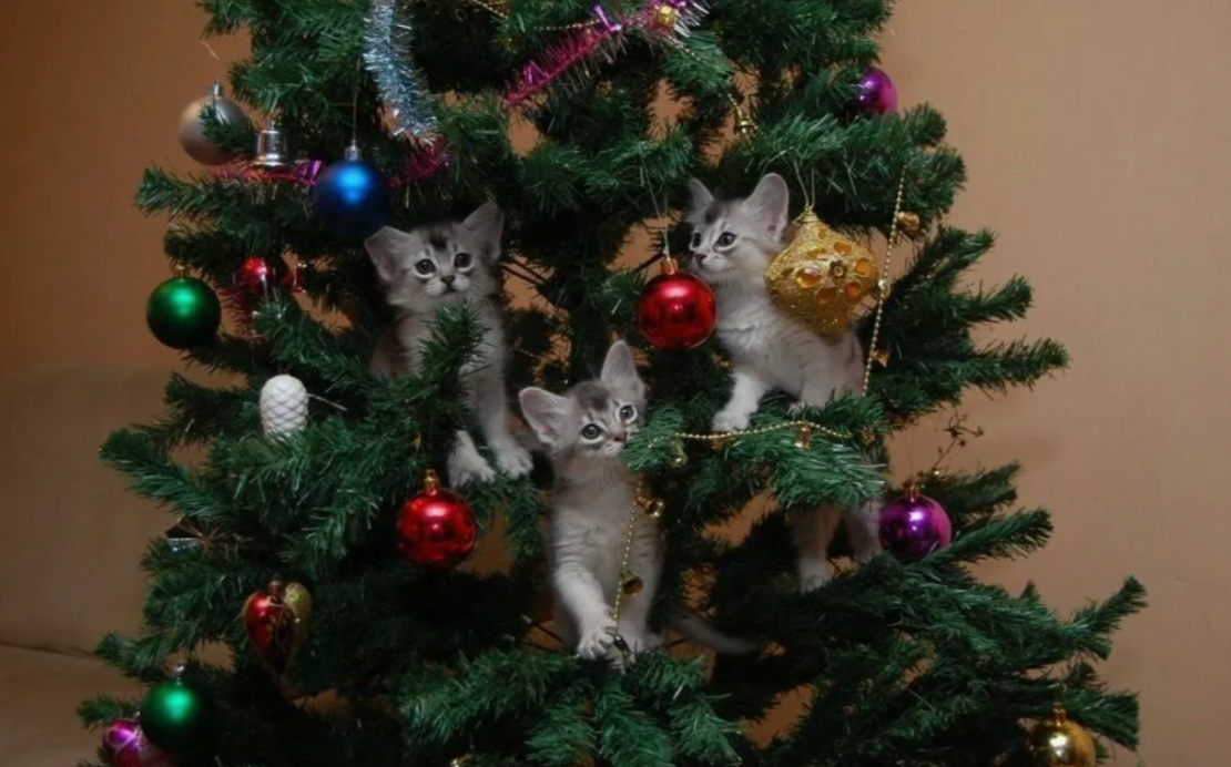 Котики вас тоже поздравляют. Источник фото -- Яндекс. Картинки.