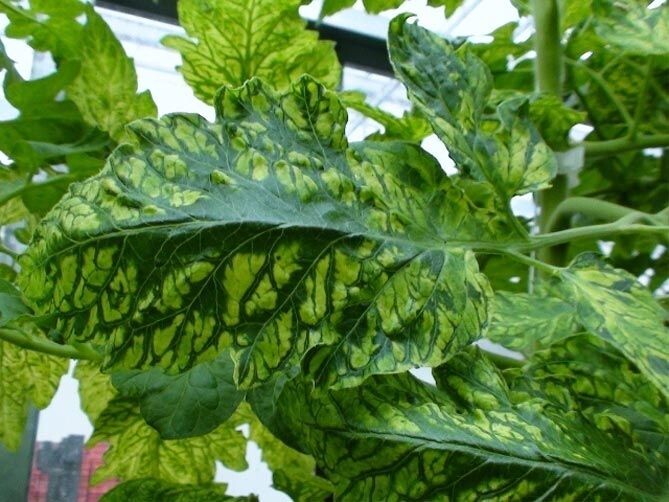 Вирус табачной мозаики