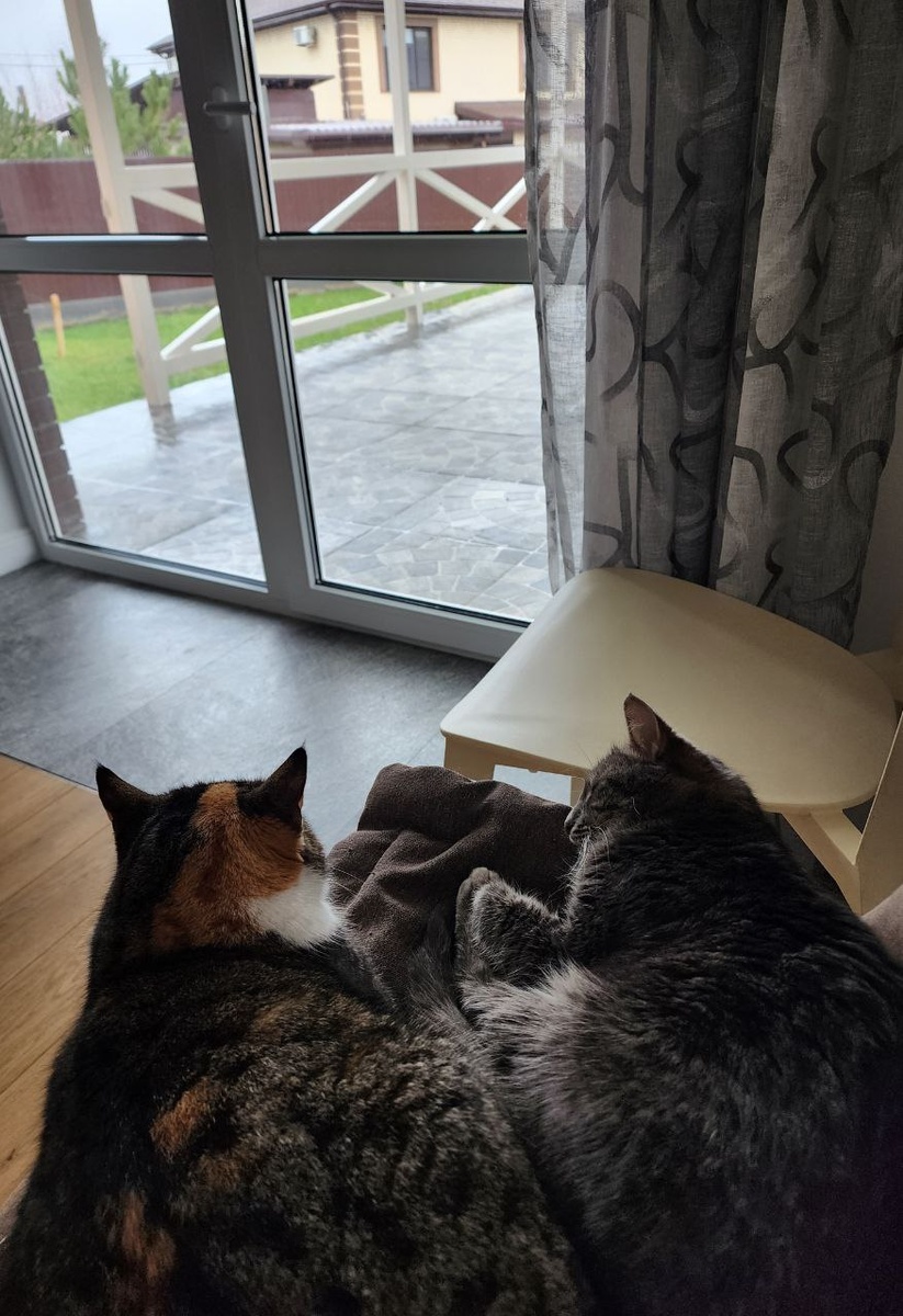 Масяня и Алиса ничего рассказать не смогли.