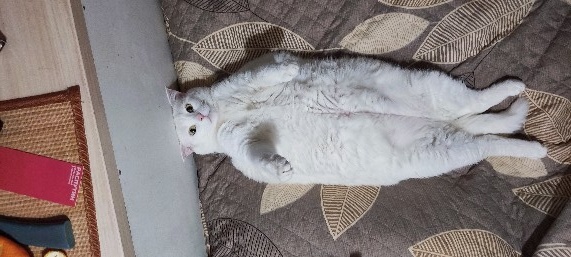 Белая кошка Бася лежит на кровати и наблюдает за хозяйкой.