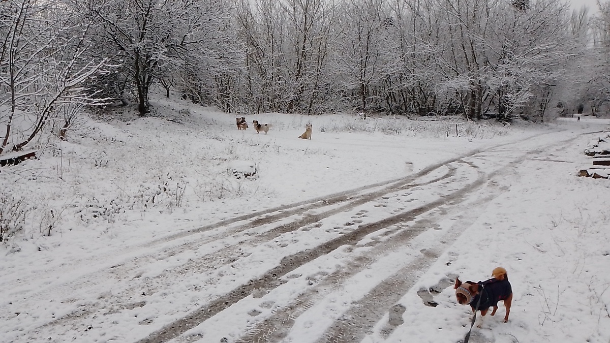 Боня мёрзнет.