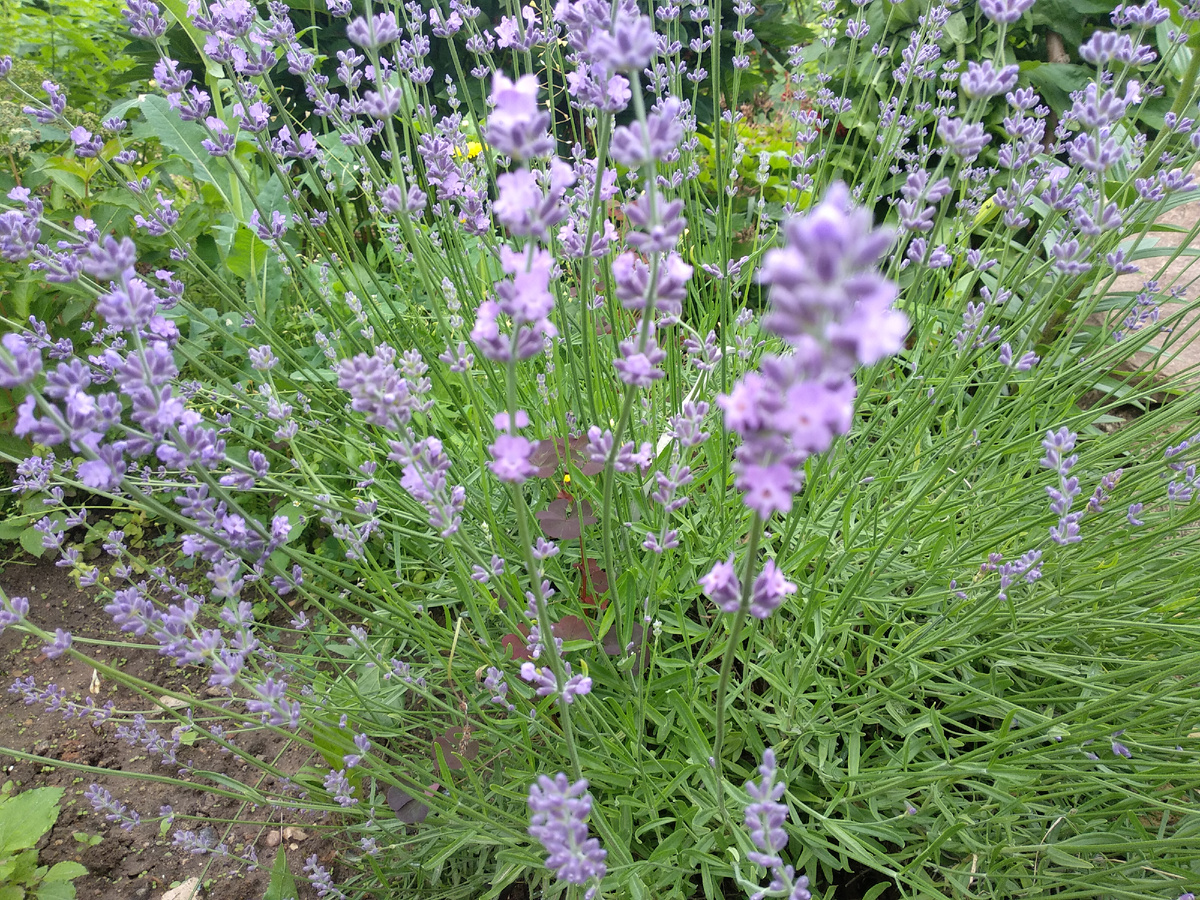 Лаванда. Фото автора. Листайте галерею