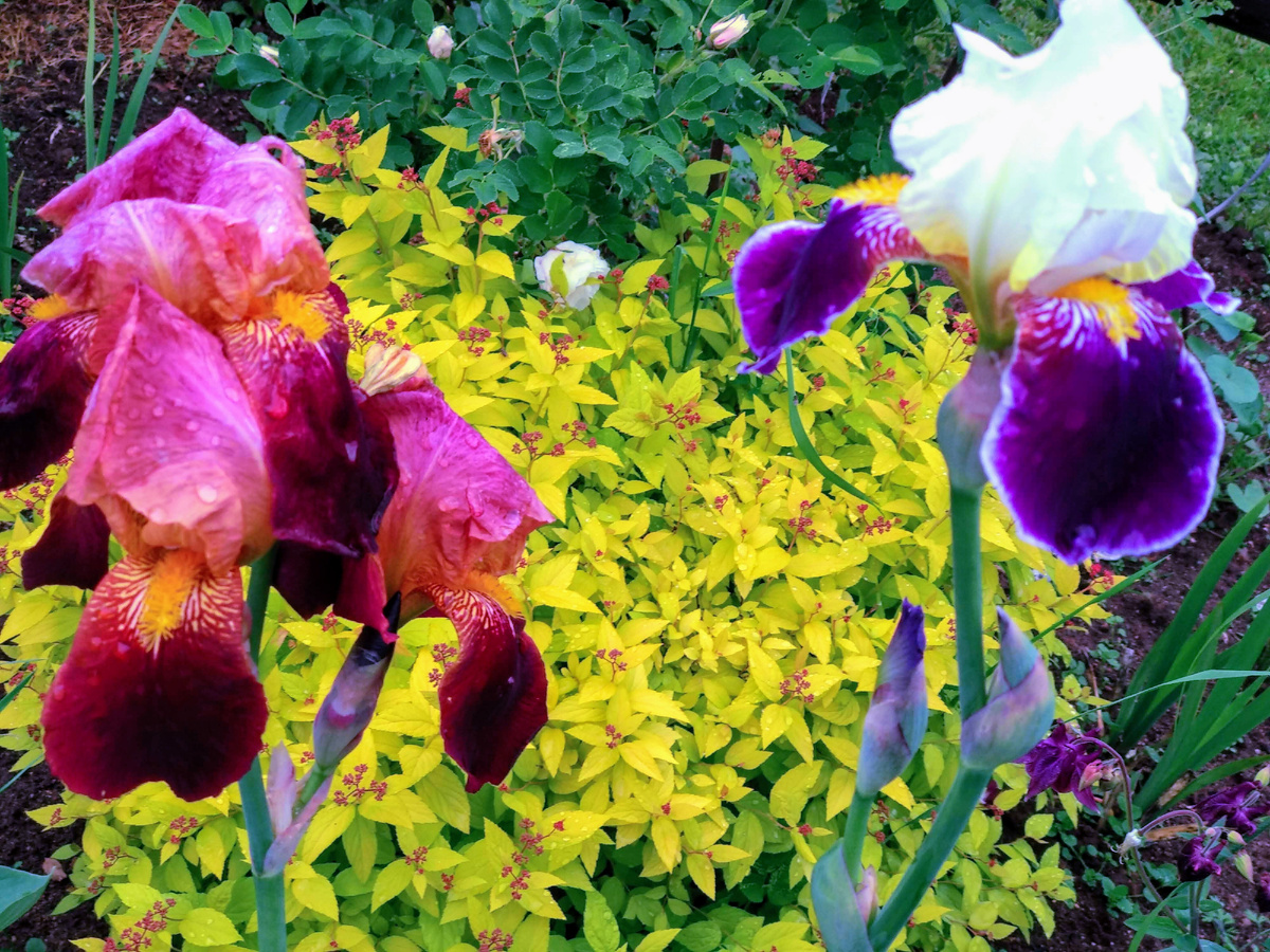 Ирисы бородатые. Фото автора