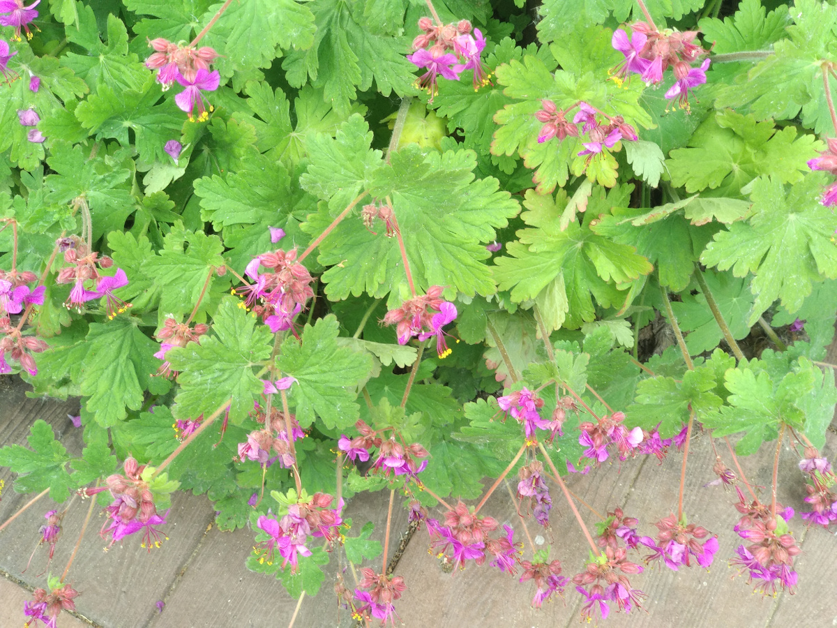 Герань многолетняя. Фото автора