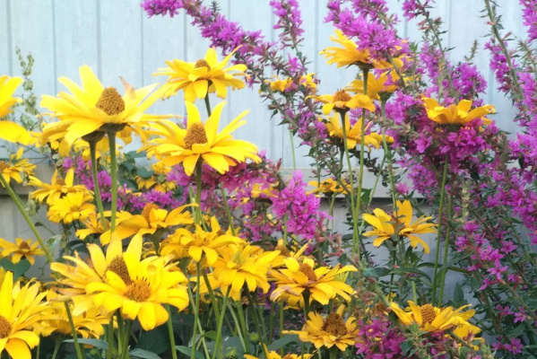 Дербенник иволистный. Фото автора. Листайте галерею