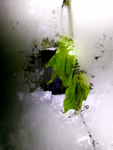 Замёрзший листок в зимнем окне.