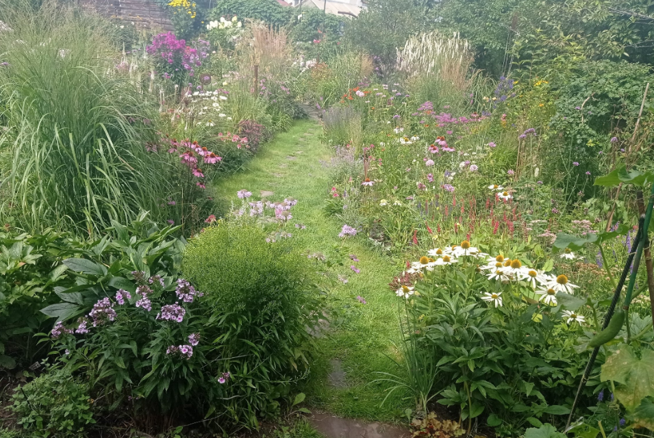 август 2024 владимирского луга в саду