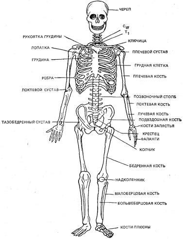 Общее строение скелета*