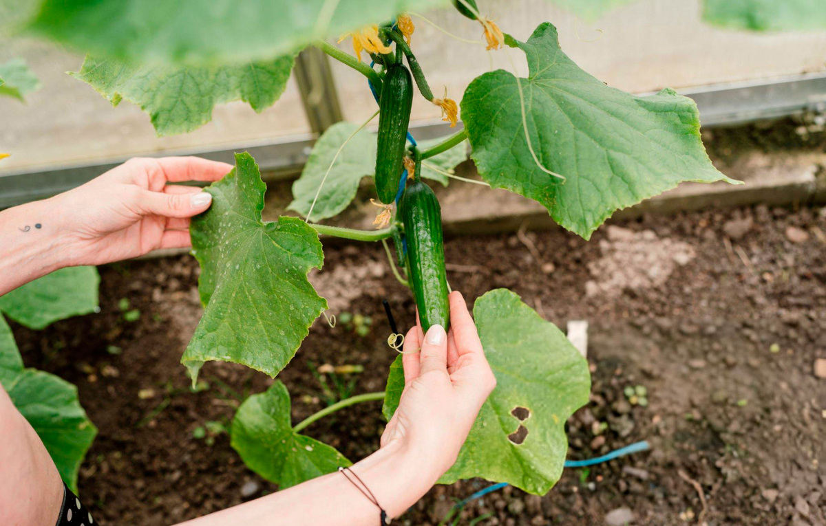 Вкуснейшие огурчики в вашей теплице.