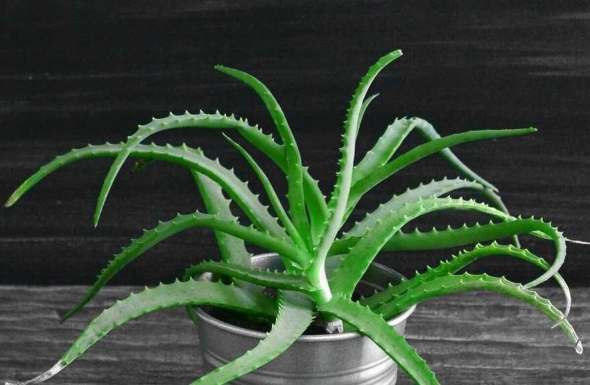    Алоэ древовидное. Источник изображения: kiziltan.ru