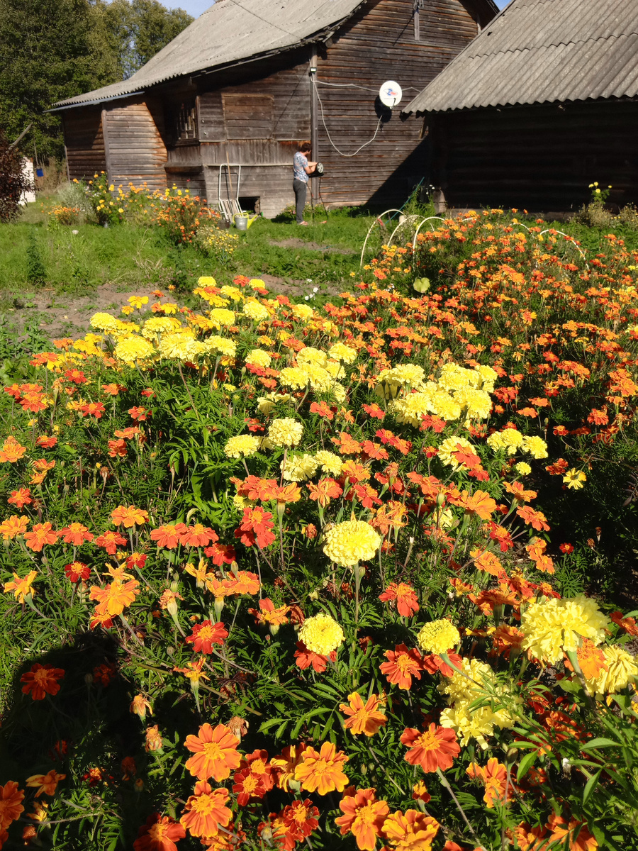 Мои бархатцы , разрослись🤗