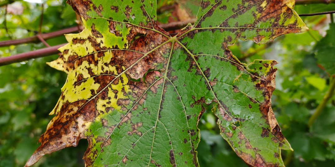 О применении препаратов в схеме защиты винограда 2025