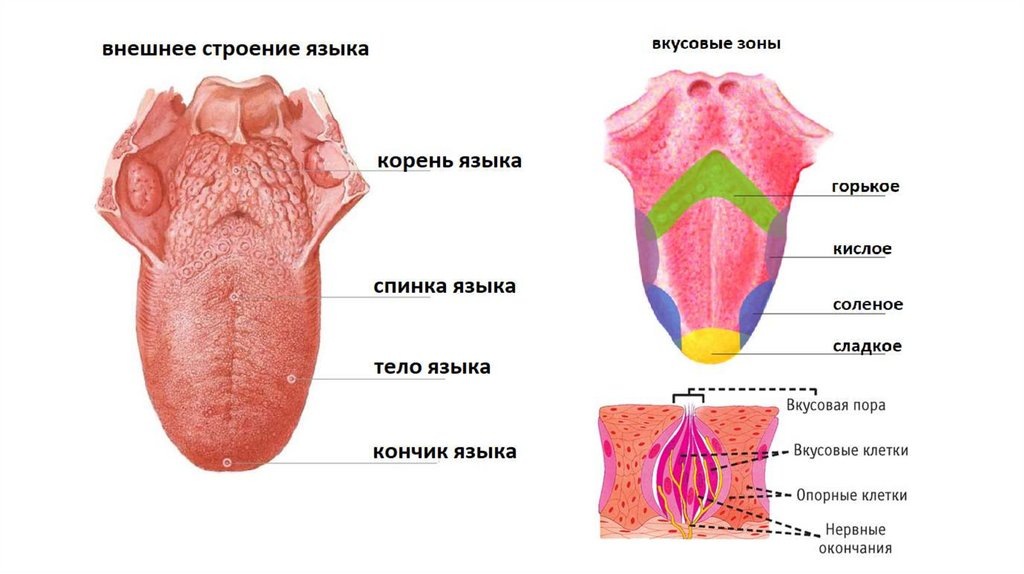 Как размещаются вкусовые зоны на языке