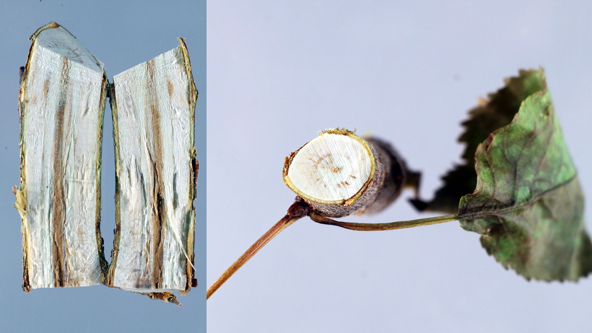 Фото: pnwhandbooks.org