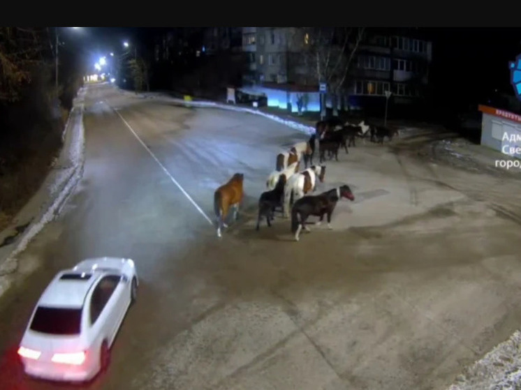     Хозяина живности ищут. Фото: Светлогорский городской округ.