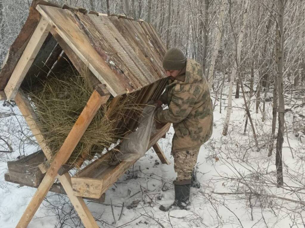    Диких животных в лесах Оренбургской области подкармливают ячменем и солью, чтобы они пережили зиму