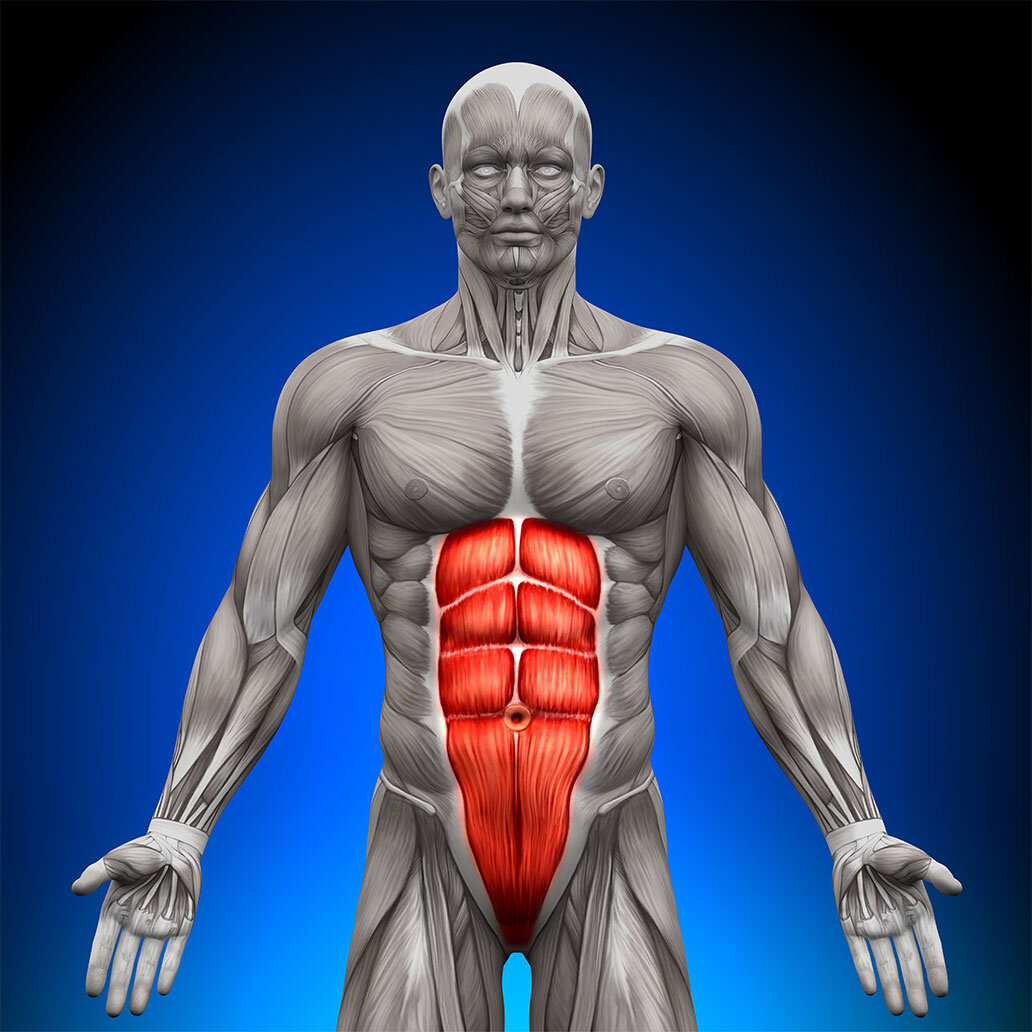 Прямая мышца живота