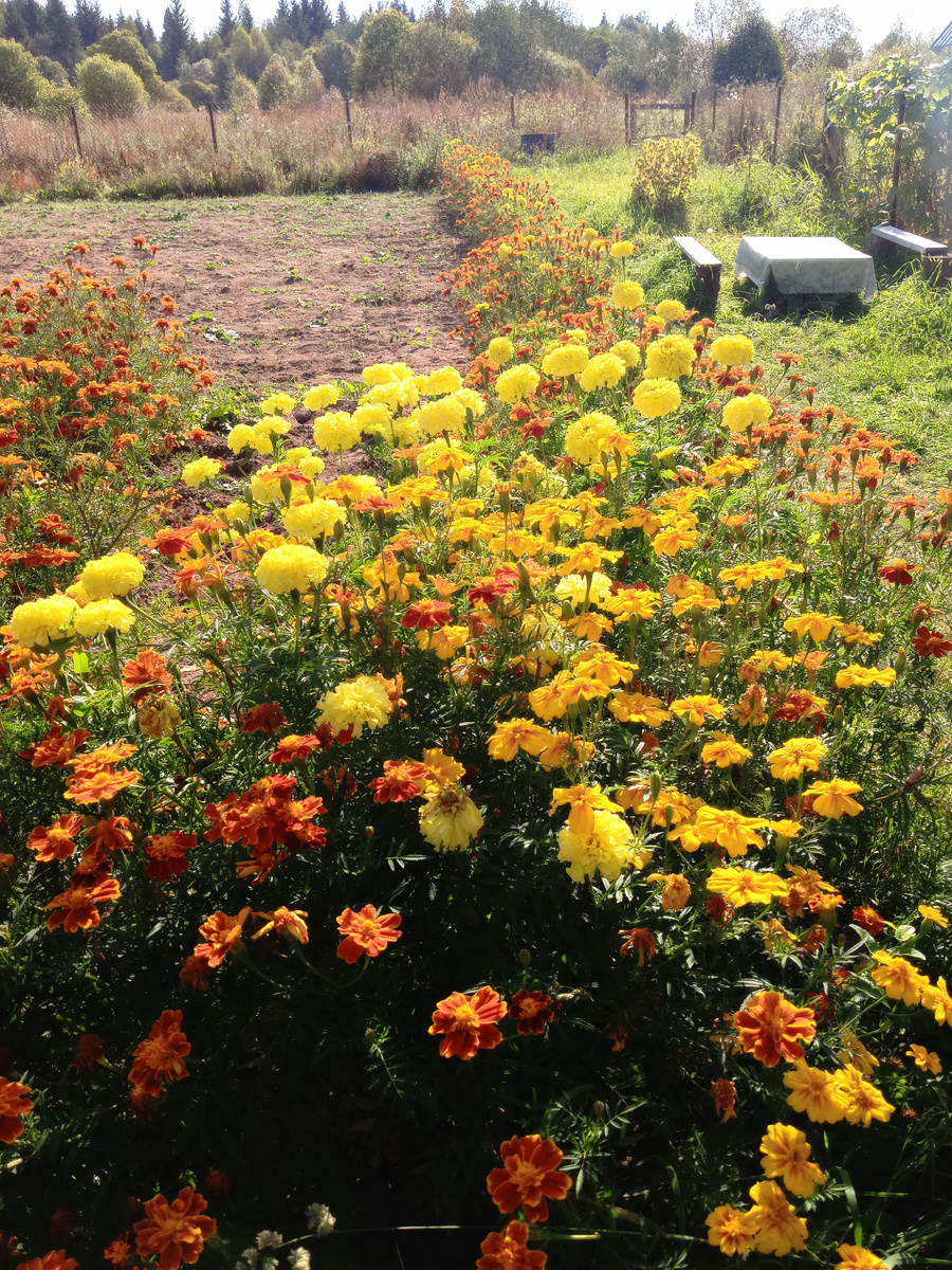 Так разрослись,🌞🙃🌞🌞🌞и долго цвели ещё после сбора урожая овощей🙏🌿🙌