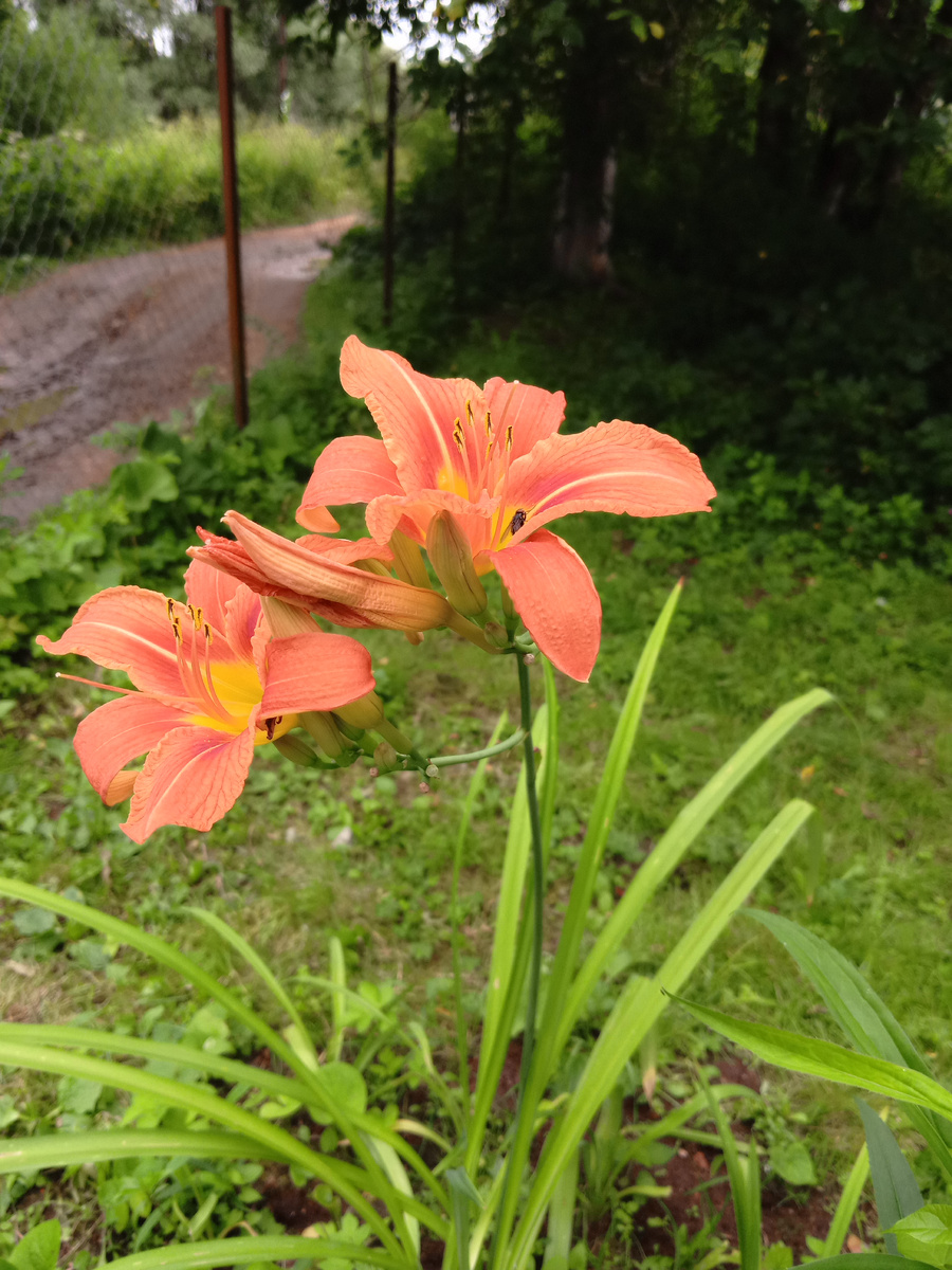 Лилейники🌿🌿🌿