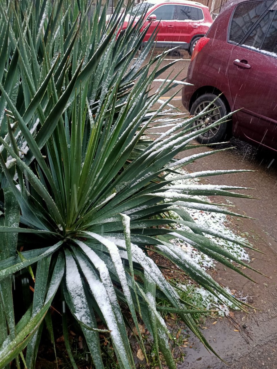 Краснодарский снег