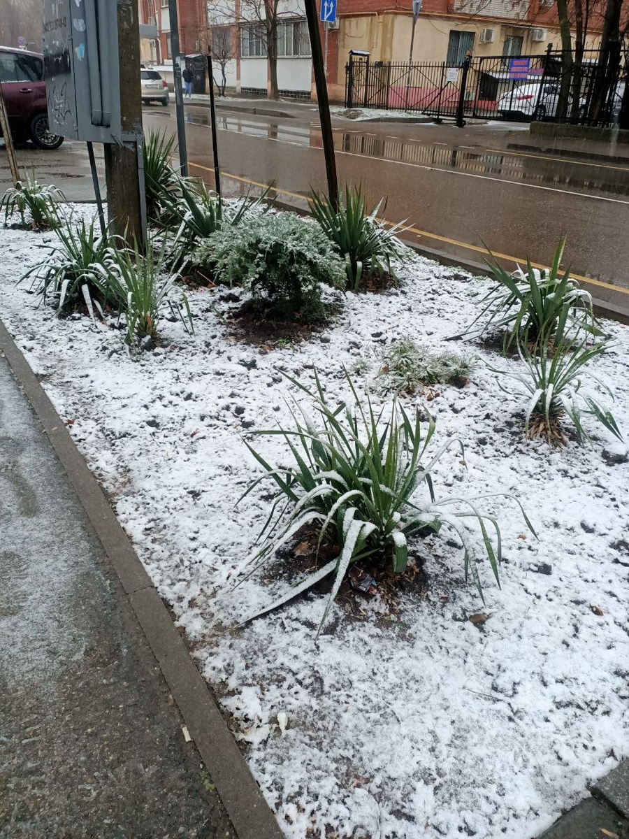 Зима в Краснодаре