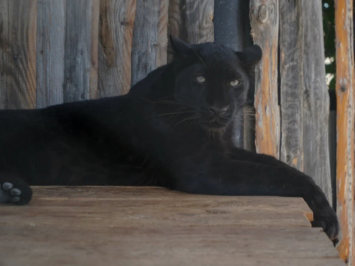 Черный леопард, Багира, зоопарка Баба Фрося