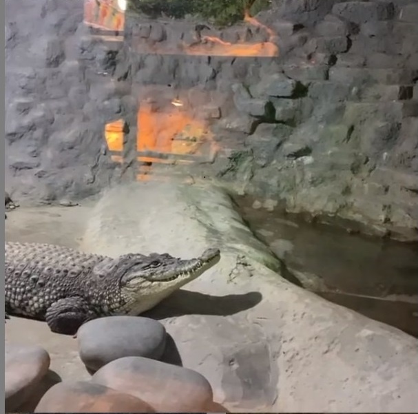 Крокодил Гена, зоопарка Баба Фрося