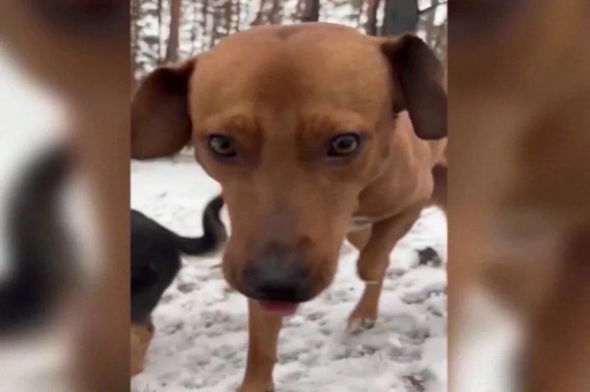    RT: пёс Трицикл подорвался на мине в зоне СВО, спасая российских военных