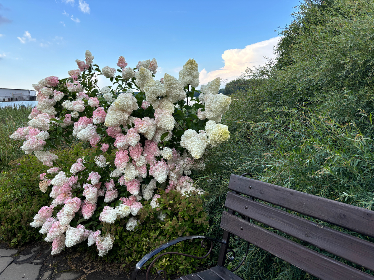 Фото автора. Специально искала в телефоне фото самых красивых цветов. Как противовес. Противоядие 