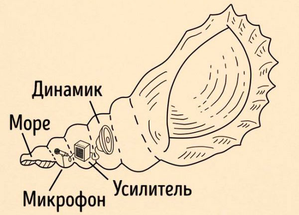 Вы же не думали, что ракушка работает так :)