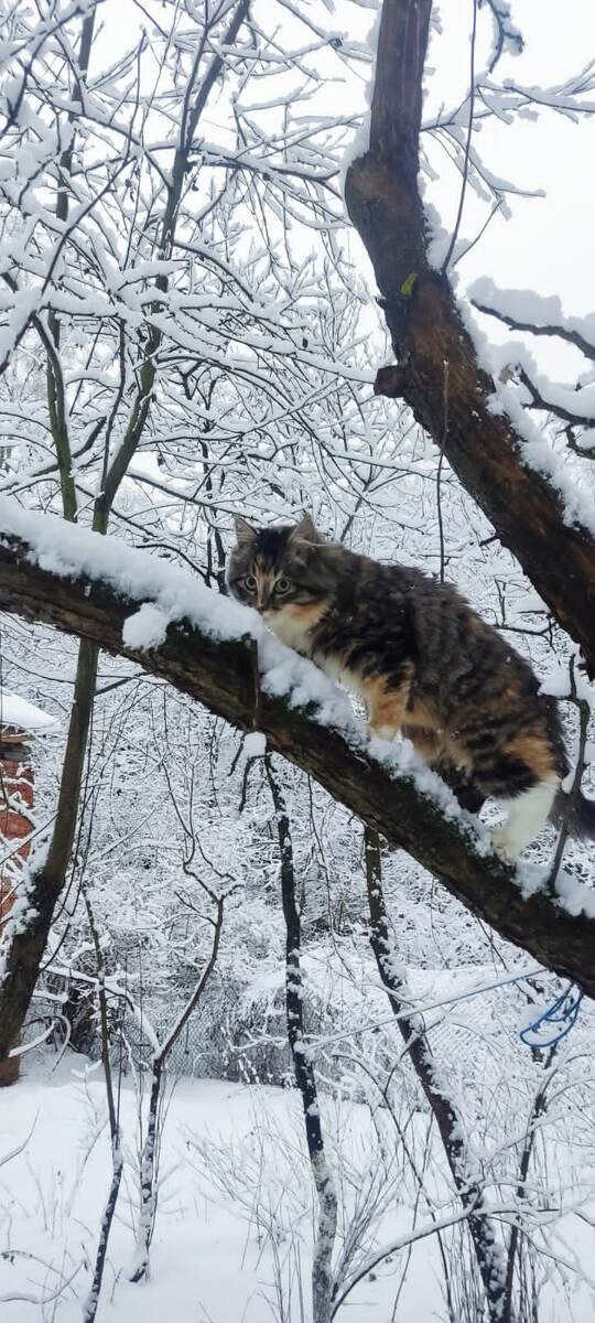 Зима в деревне. 🌲🌲🌲