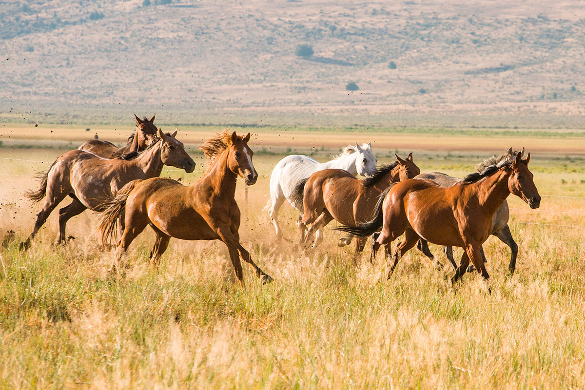    Фото: Bob Pool / Shutterstock.com