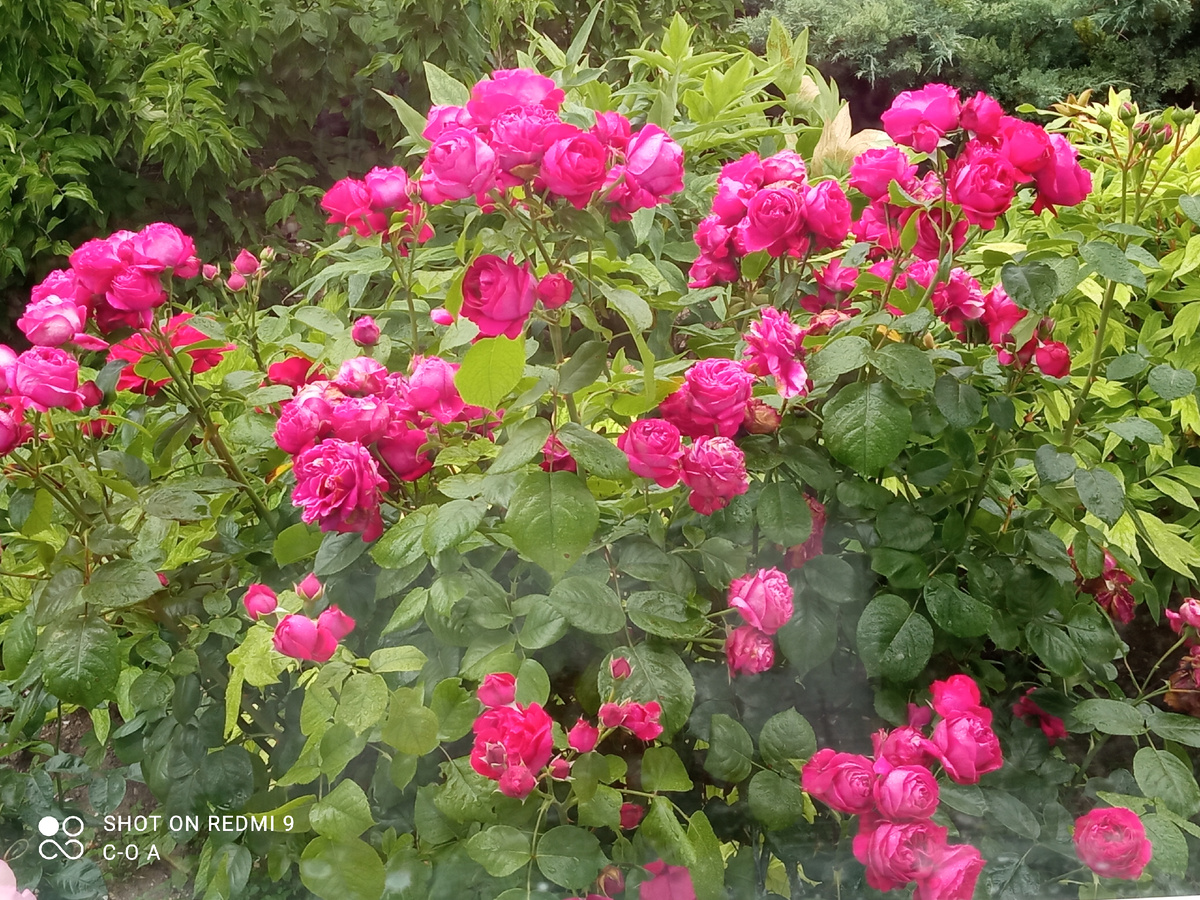 Роза Эрик Табарли. Фото из моего сада.