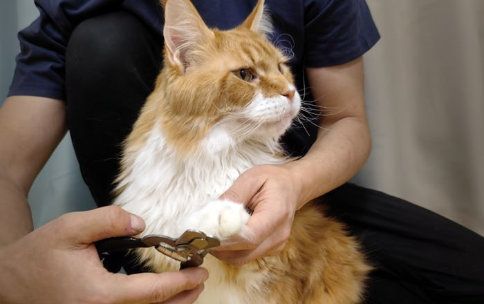 Как правильно ухаживать за когтями кошек: Пошаговая инструкция😻