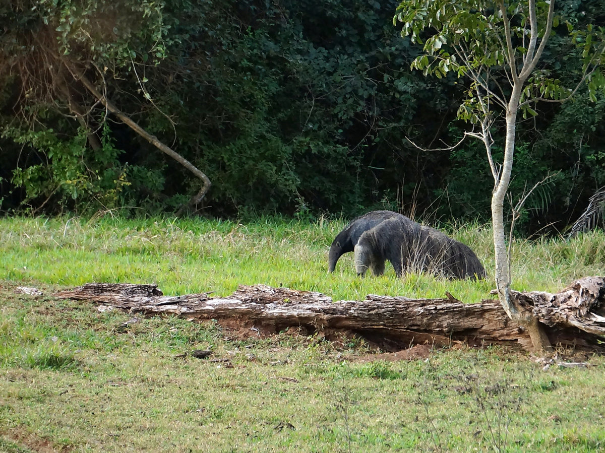 Автор фото: Юлия Кожевникова. Взрослый муравьед за поиском пищи. Пантанал, Бразилия.