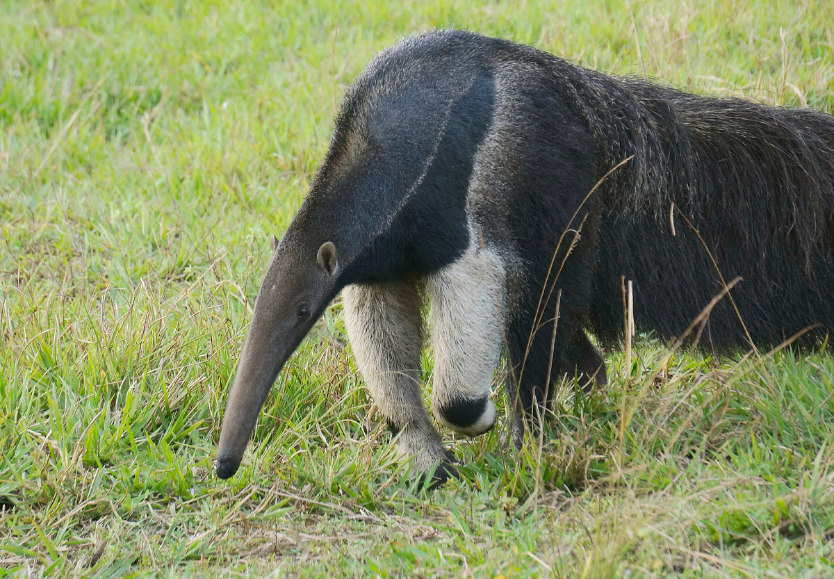 Автор фото: Юлия Кожевникова. Взрослый муравьед за поиском пищи. Пантанал, Бразилия.