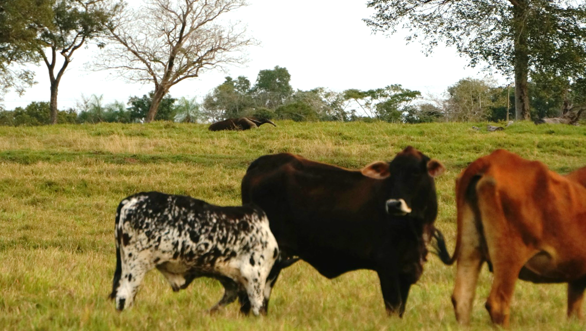 Автор фото: Юлия Кожевникова. Муравьед на фоне стада пасущихся коров. Пантанал, Бразилия.