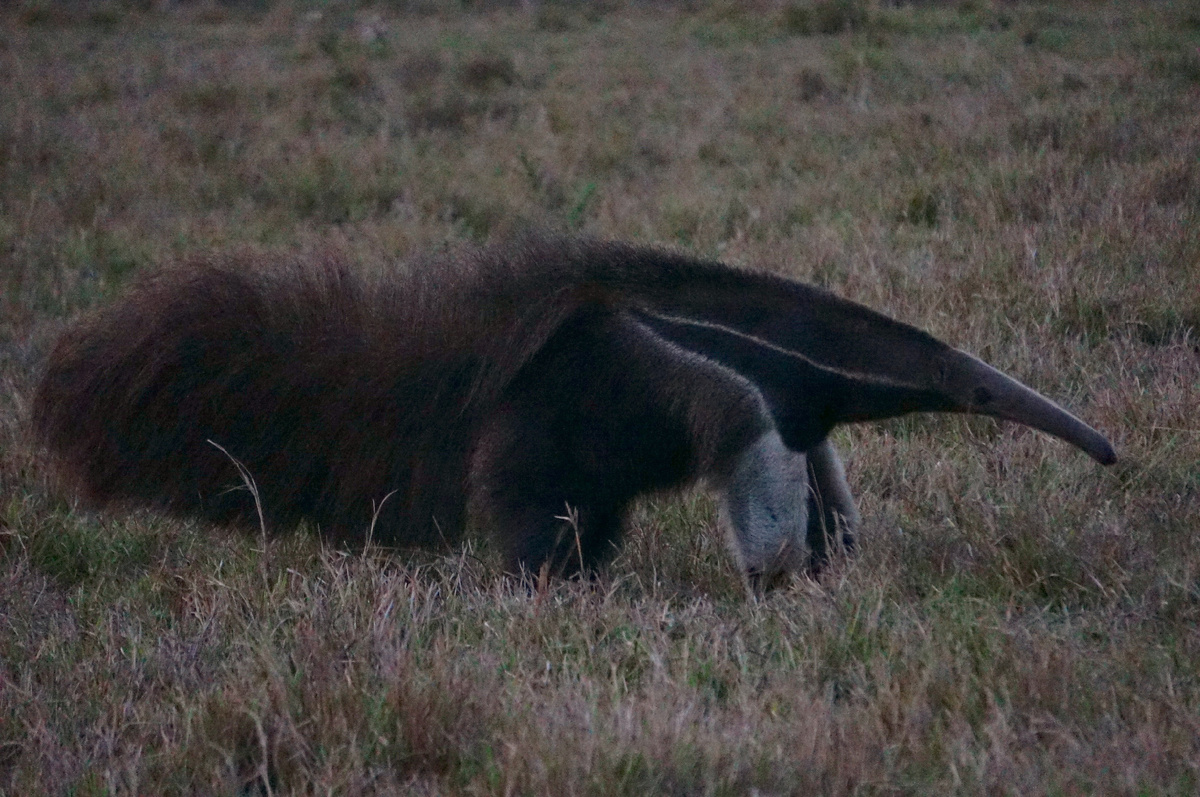 Автор фото: Юлия Кожевникова. Муравьед в сумерках. Пантанал, Бразилия