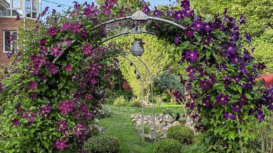 Мои арки спустя три месяца после посадки клематисов. Первые бутоны появились в начале августа.