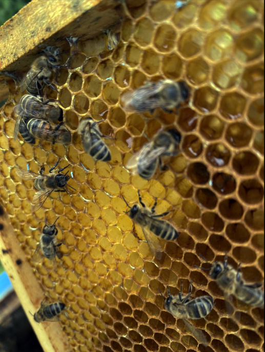 Трудом этих милых существ создается полезное лакомство
