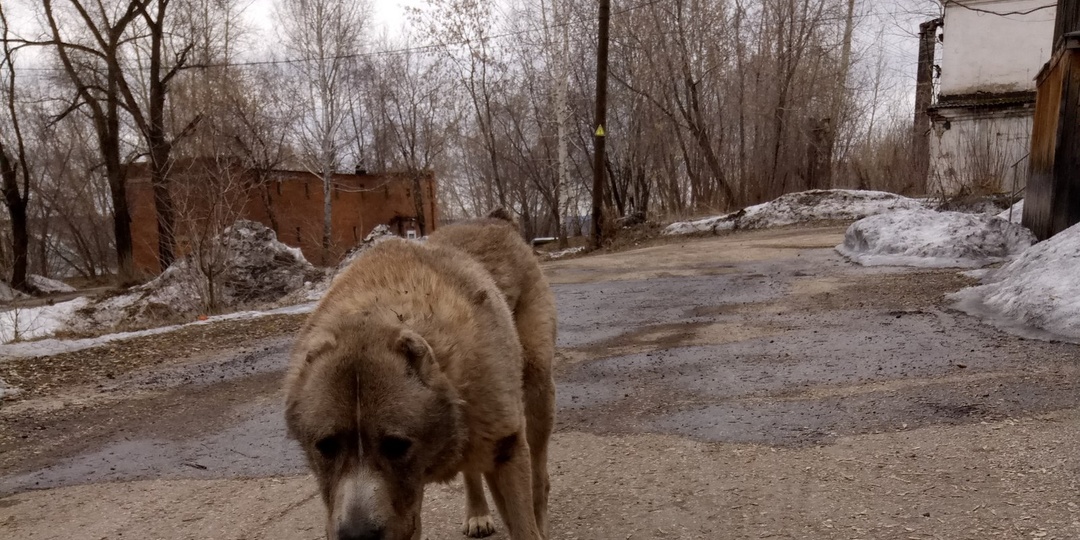 Этот пёс уже стоял на краю бездны. И через 7 лет снова смотрит ей в глаза