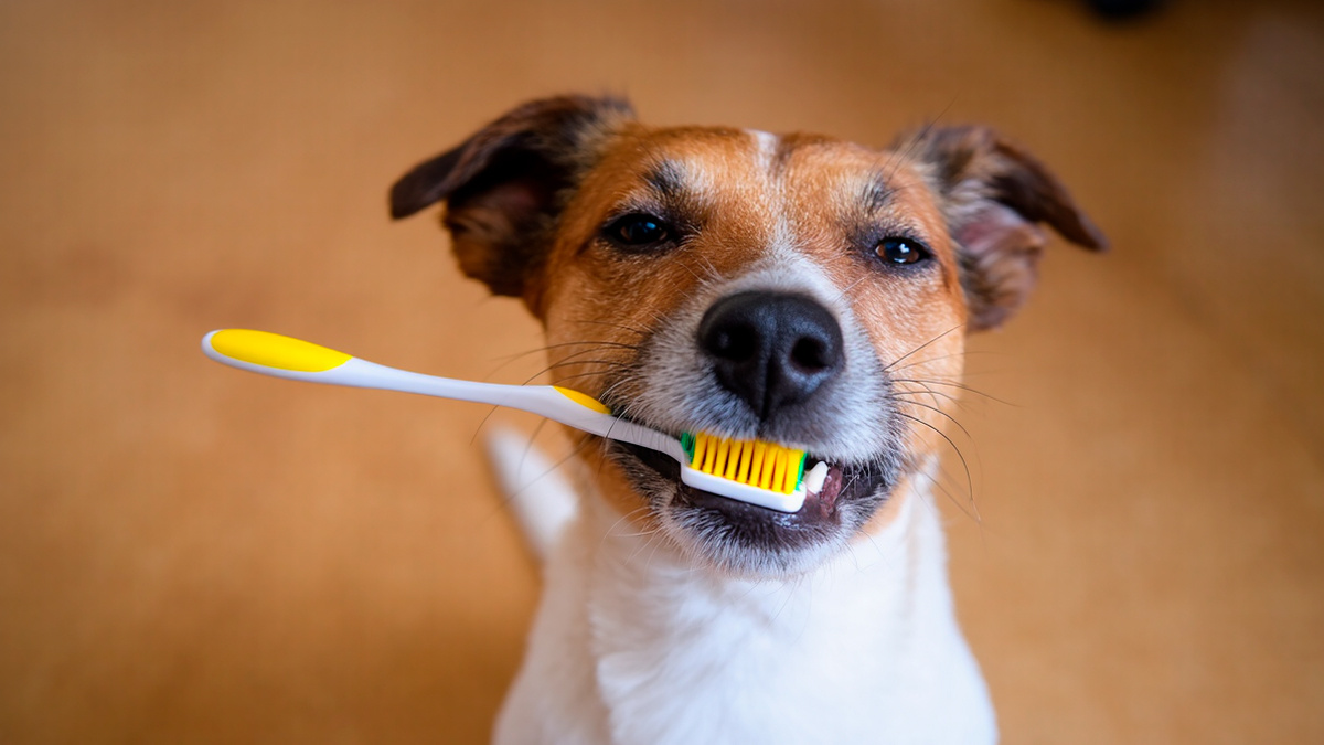 Чистка зубов собаке - увлекаттельное занятие!