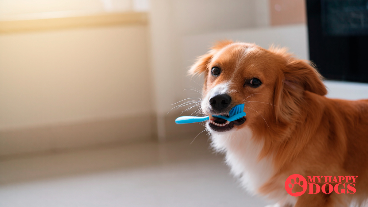 Чистка зубов у собаки зубной щеткой