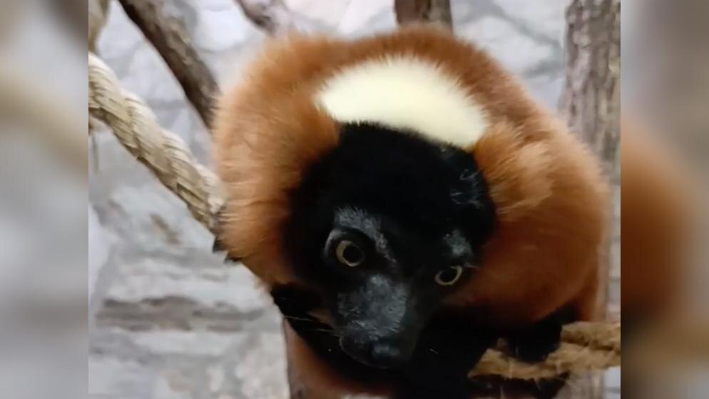    Фото: t.me/lenzoopark