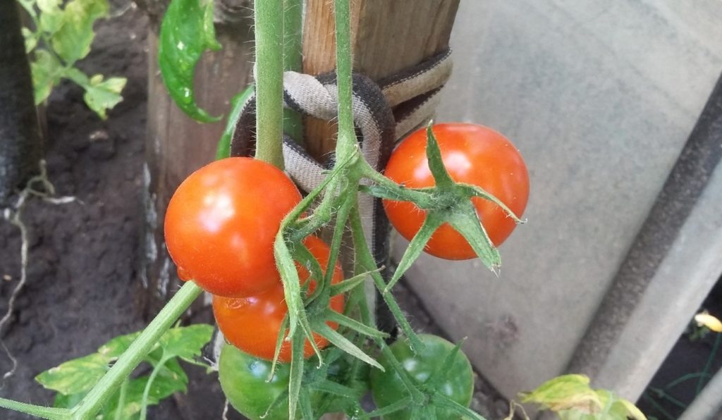 Фото из архива