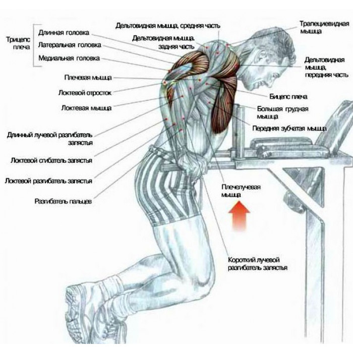 На какие мышцы влияют отжимания на брусьях наглядно. 