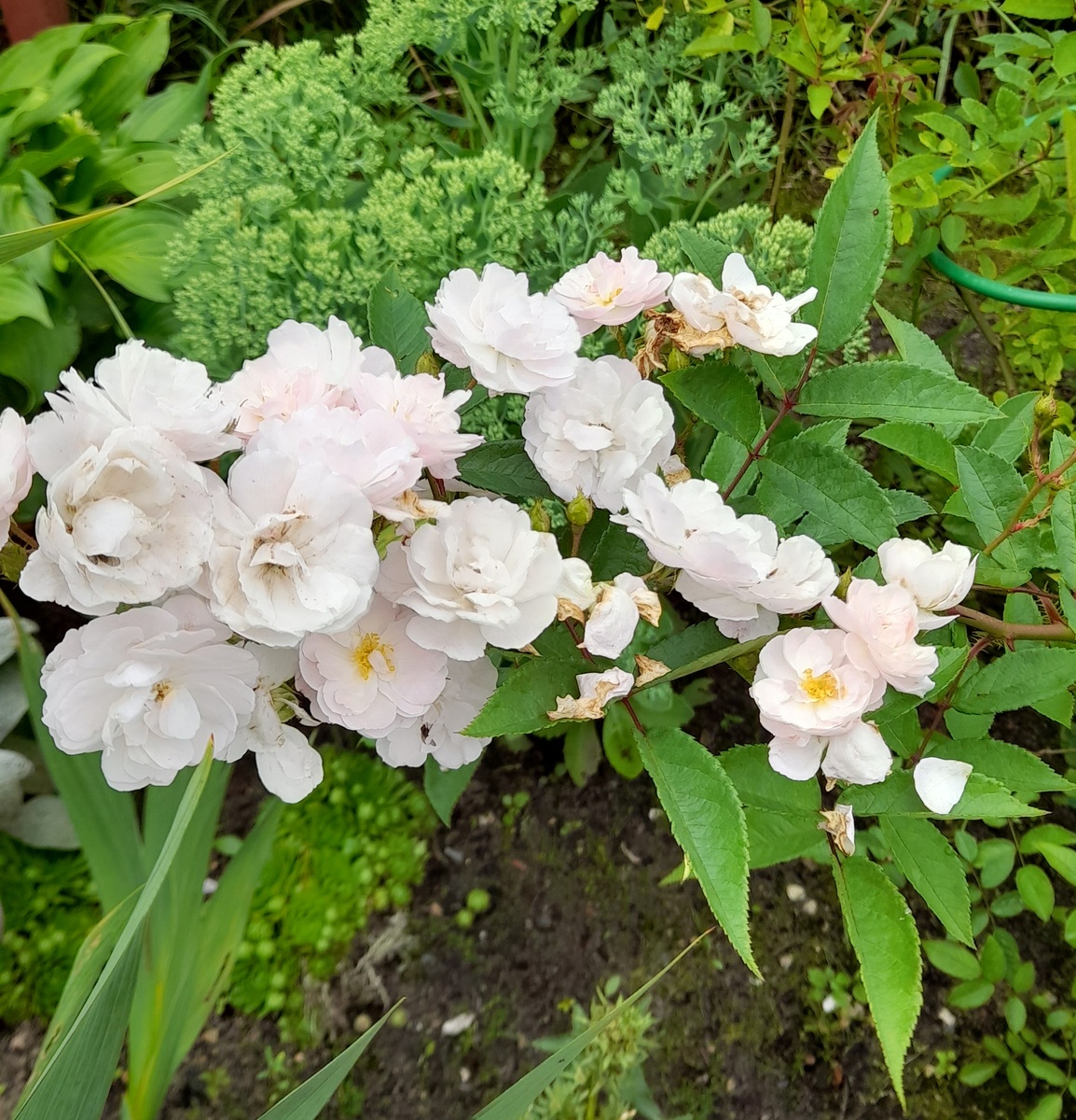 Зе Фейри, фото автора 