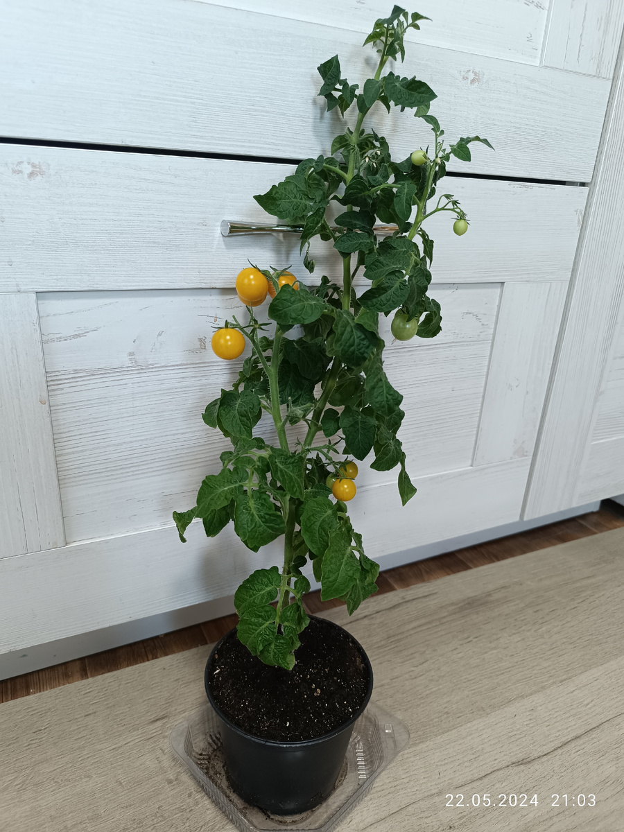 22 мая. Это второй куст. С первого куста уже помидоры съел сын. 