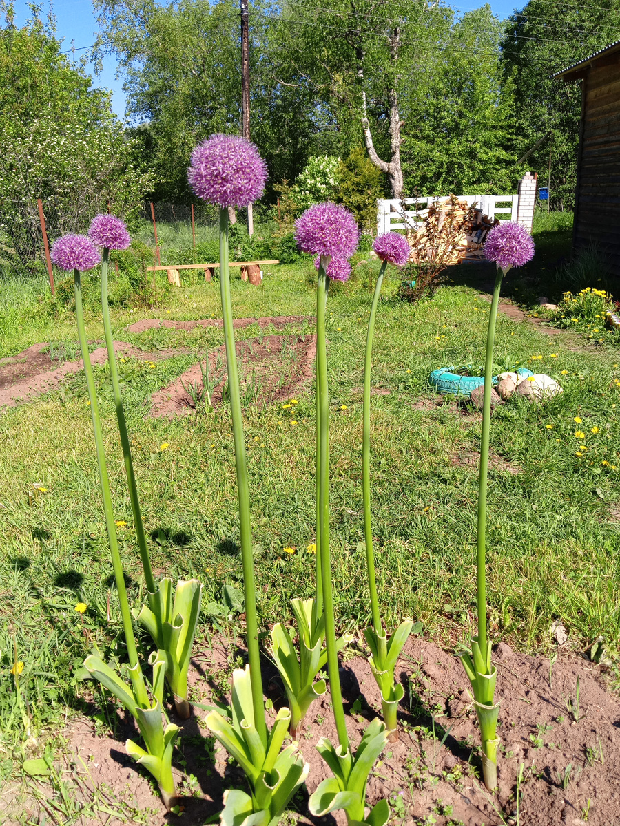 Можно есть листья , да и просто красиво!