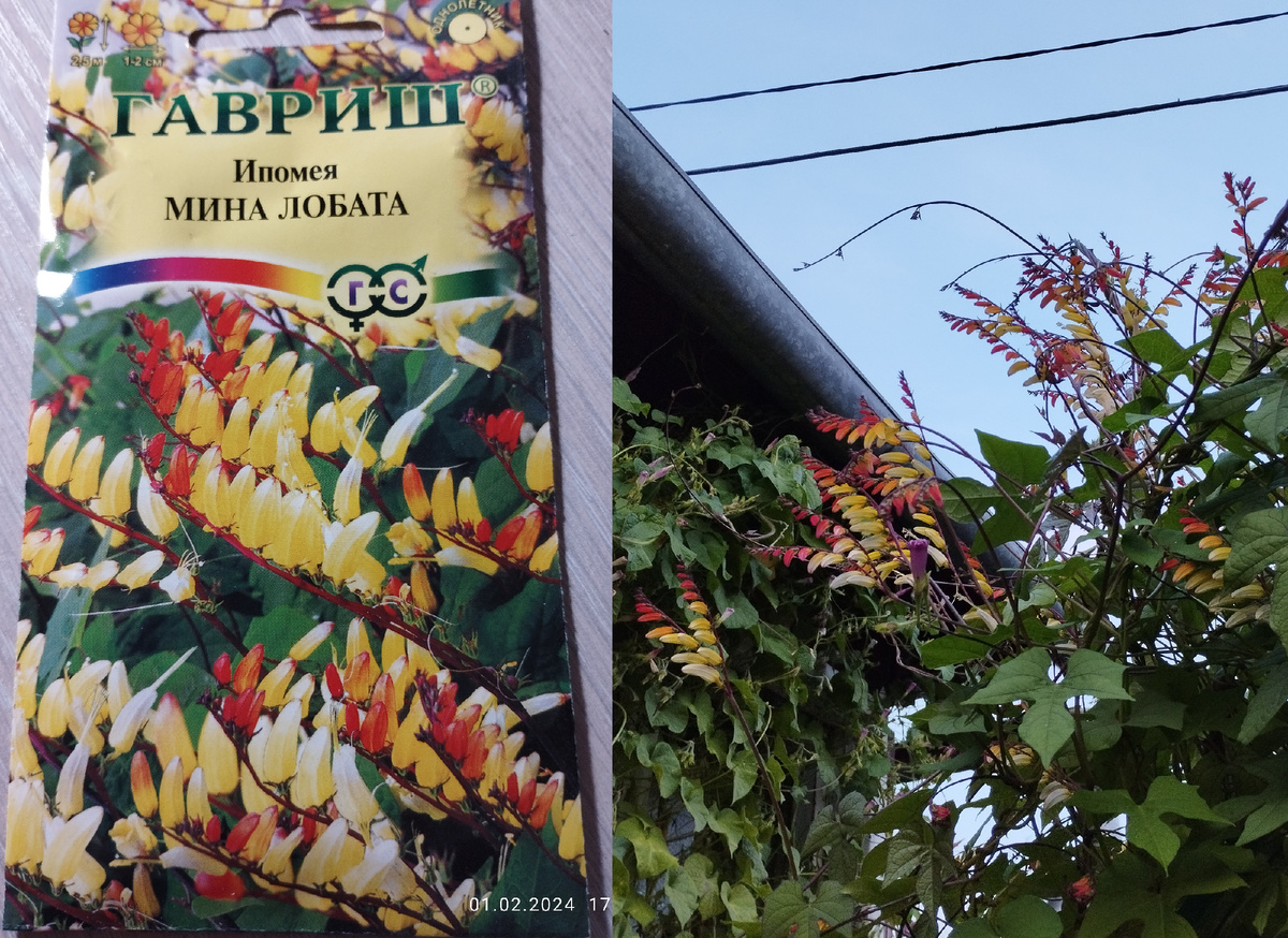 Ипомея Мина лобата